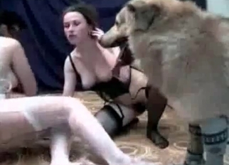 Big labrador knows how to drill her hole