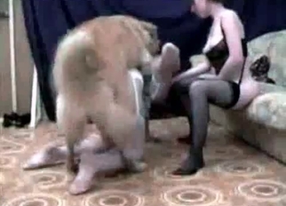 Big labrador knows how to drill her hole
