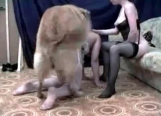 Big labrador knows how to drill her hole