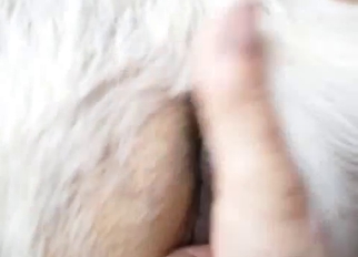 Amazing tight pussy of a stallion