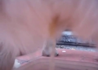 Sexy doggy peeing in close-up mode