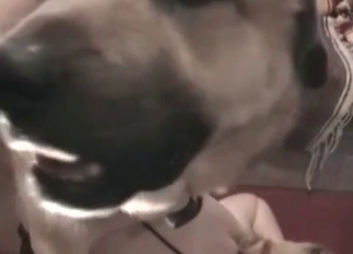 Passionate hottie is enjoying bestiality XXX