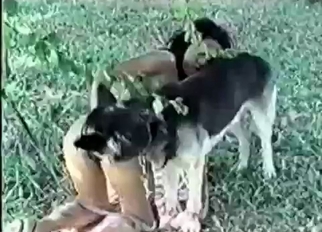 Outdoor bestiality XXX with my shepherd