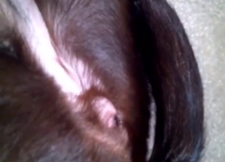 Gorgeous and tight anus of a doberman