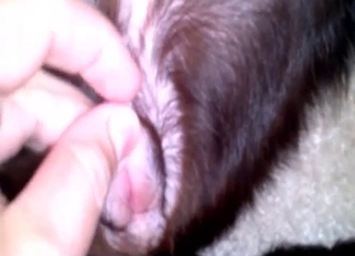 Gorgeous and tight anus of a doberman