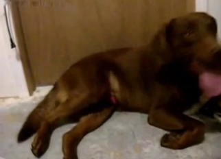 Sexy black dog drills her wet hole
