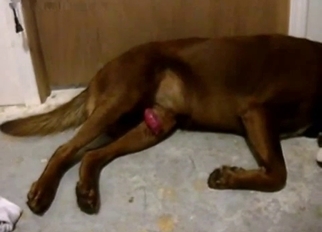Sexy black dog drills her wet hole