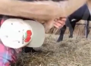 Jerking off a nice and big stallion dick