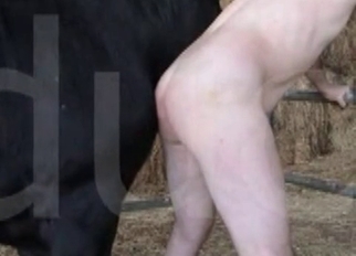 Jerking off a nice and big stallion dick
