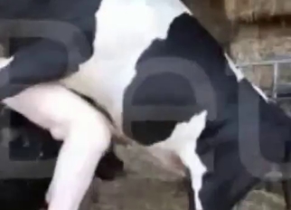 Jerking off a nice and big stallion dick