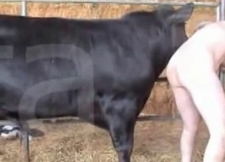 Jerking off a nice and big stallion dick