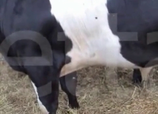 Jerking off a nice and big stallion dick