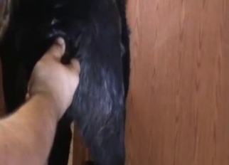 Cute doggy fucked nicely with a toy