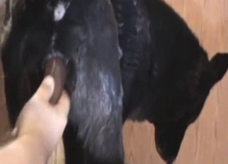 Cute doggy fucked nicely with a toy