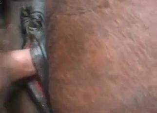 Fucking my amazing horse in sideways pose