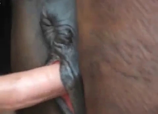 Fucking my amazing horse in sideways pose