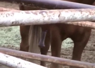 Perfect horse looks so freaking passionate
