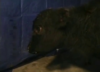 Sexy black dog fucked from behind