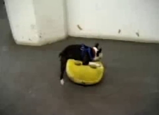 Cute pet is being created for bestiality