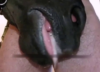 Sweet stallion nicely sucks his boner