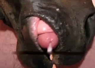 Sweet stallion nicely sucks his boner