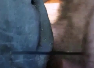 Sweet stallion nicely sucks his boner