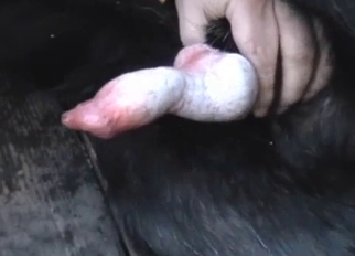 Black animal in amazing bestiality XXX