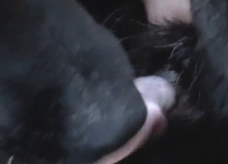Black animal in amazing bestiality XXX