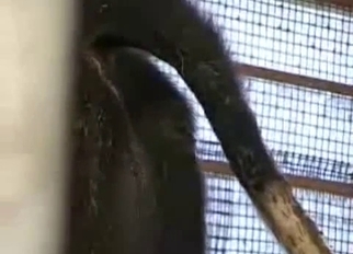 Sweet anal games with trained animal