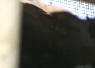 Sweet anal games with trained animal
