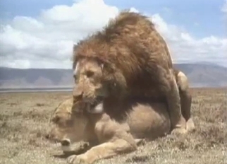 Lion in real wild bestiality XXX action
