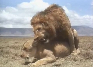 Lion in real wild bestiality XXX action
