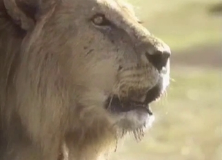 Lion in real wild bestiality XXX action