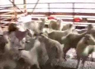 Sheep having nice sex in local barn