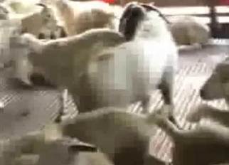 Sheep having nice sex in local barn