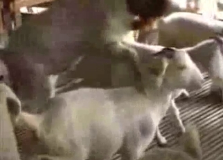 Sheep having nice sex in local barn