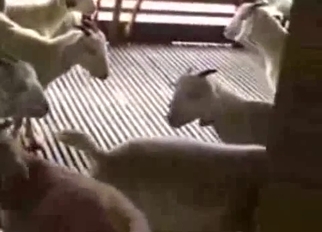 Sheep having nice sex in local barn