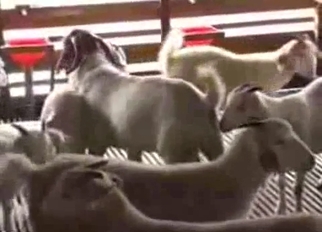 Sheep having nice sex in local barn