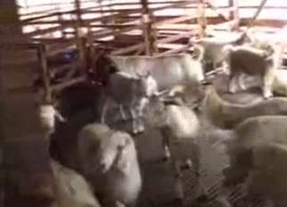 Sheep having nice sex in local barn