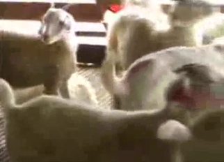 Sheep having nice sex in local barn