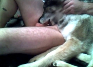 Dog eating my hard dick in bedroom
