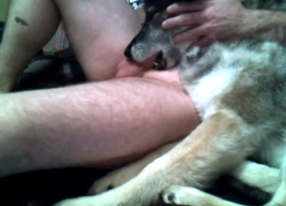 Dog eating my hard dick in bedroom