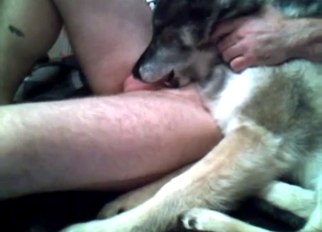 Dog eating my hard dick in bedroom