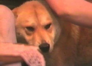 Cute doggy is trying nasty bestiality XXX
