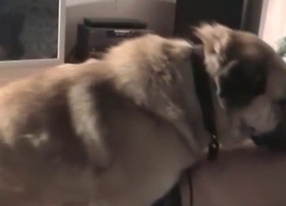 Awesome pussy nicely fucked by amazing dog