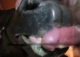 Horse eats his hard dick in close-up