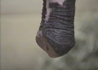 Two small ponies having nice sex