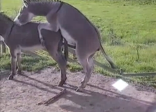 Two small ponies having nice sex