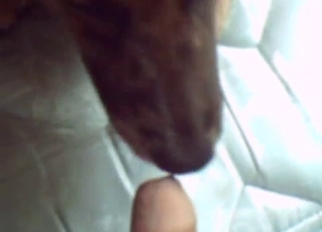 Dog with long tongue licks my dick