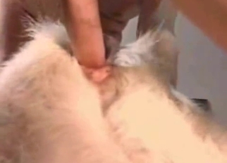 Sheep being used by three zoophiles